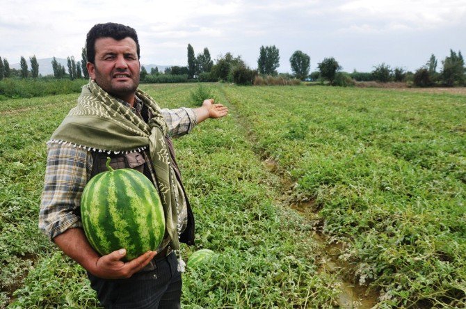 Organik Patatesten Sonra Karpuz Üretti, Tüm Türkiye’ye Sattı