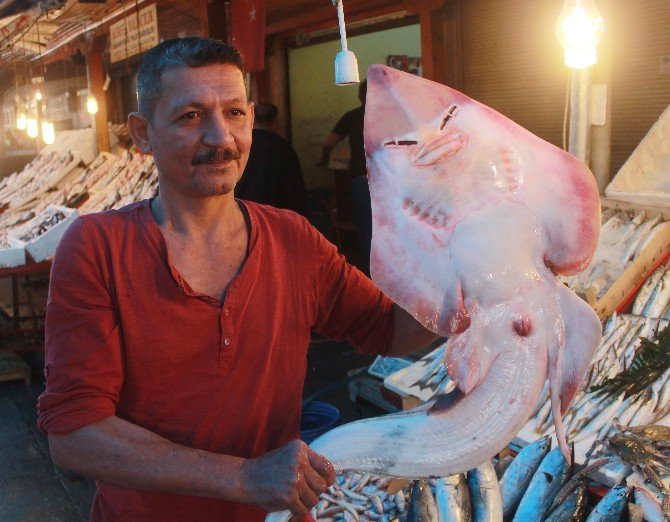 İnsan Yüzlü Balık Görenleri Şaşırtıyor