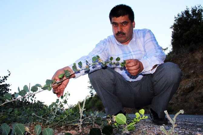 Doğadaki Sağlık Deposu Bitki ‘Kapari’