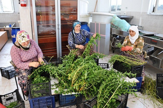 Çaykur’un Yeni Ürünü Şeker Otu Fidanları Kuzey Ege’den