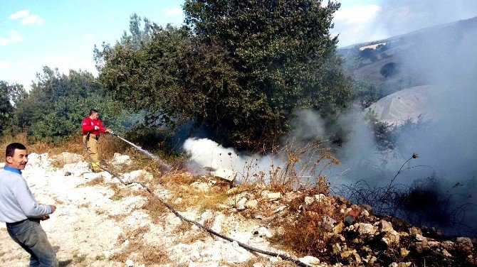 Ayvalık’ta Yol Kenarına Atılan İzmarit Zeytinliği Yaktı