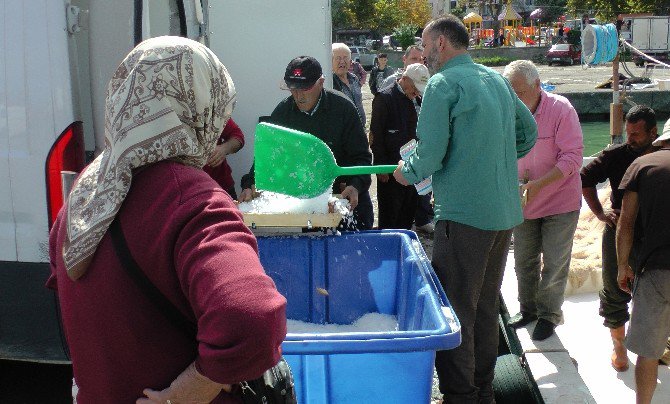 Karadeniz Kasabasında Balık Bolluğu