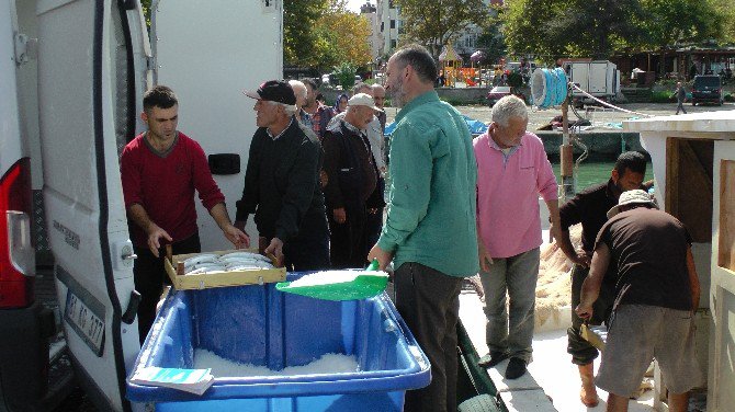 Karadeniz Kasabasında Balık Bolluğu