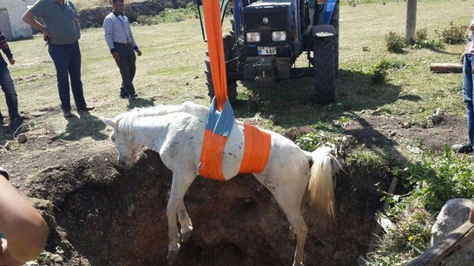 Ardahan’da Çukura Düşen At, Traktöre Bağlanan Halat Yardımıyla Kurtarıldı