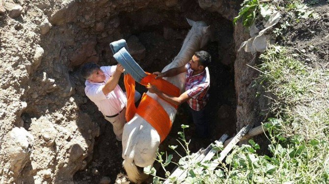 Ardahan’da Çukura Düşen At, Traktöre Bağlanan Halat Yardımıyla Kurtarıldı