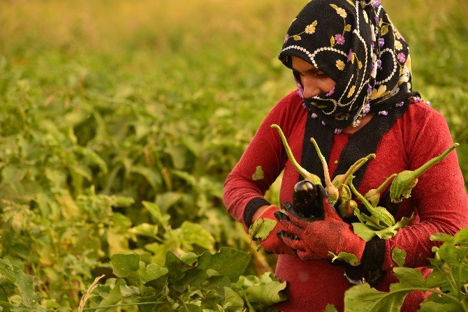 Kent Bostanı’nda Son Mahsul Toplanıyor