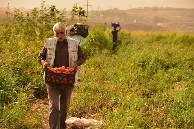 Kent Bostanı’nda Son Mahsul Toplanıyor