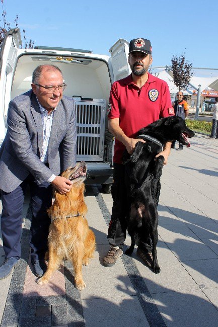 Fosfor Ve İvan Zehir Tacirlerinin Kâbusu Oldu