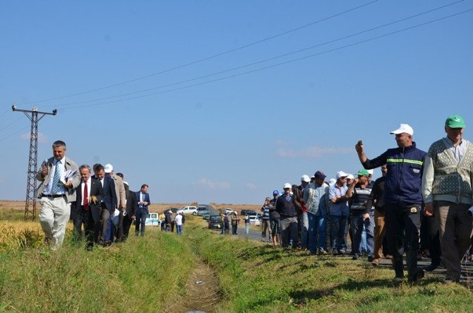 Hayrabolu’da Çeltik Demonstrasyonu