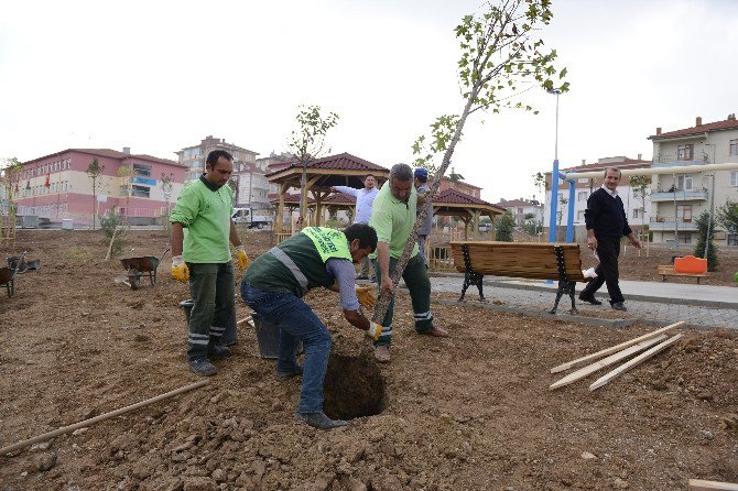 Çorum Belediyesi 13 Bin Ağacı Toprakla Buluşturdu