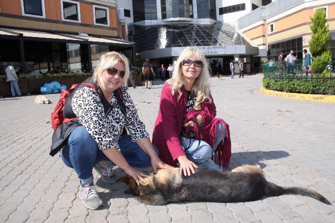 Sokak Köpeğini Bıçaklayan Profesör Kayıplara Karıştı