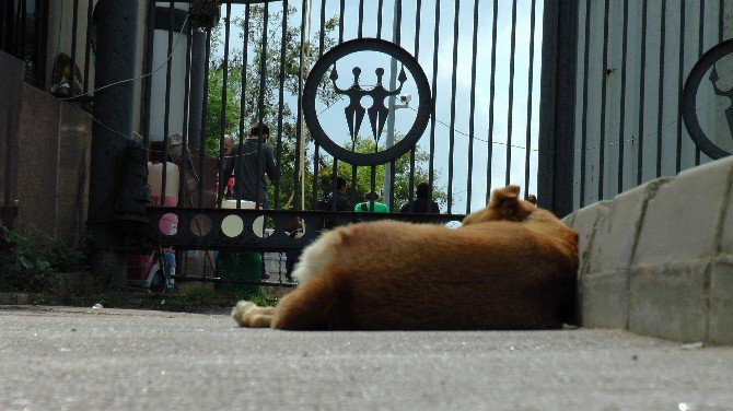 Sokak Köpeğini Bıçaklayan Profesör Kayıplara Karıştı