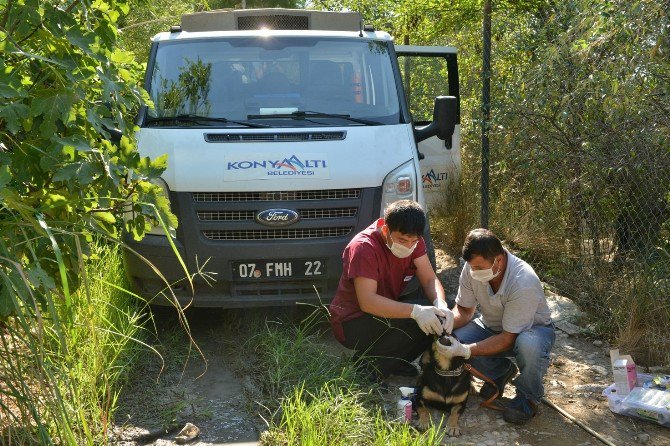 Konyaaltı Belediyesi’nden Ölüme Terk Edilen Köpeklere Yardım Eli