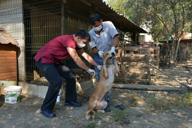 Konyaaltı Belediyesi’nden Ölüme Terk Edilen Köpeklere Yardım Eli