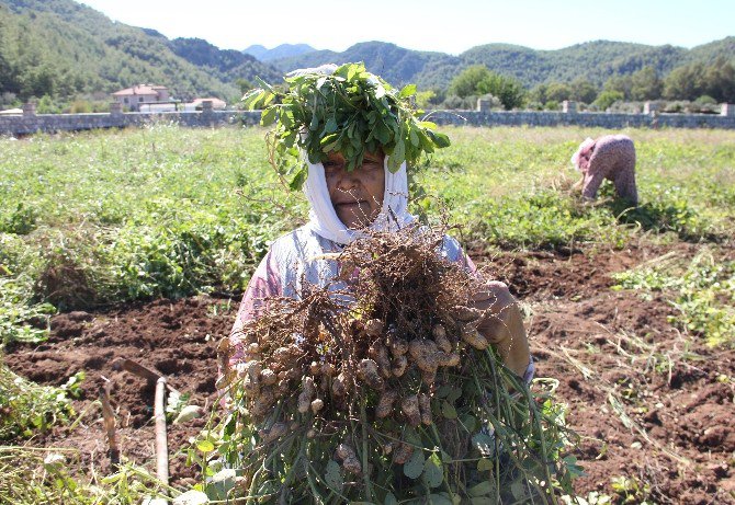 Türkiye’nin En Lezzetli Doğal Fıstığı Marmaris’te Yetişiyor