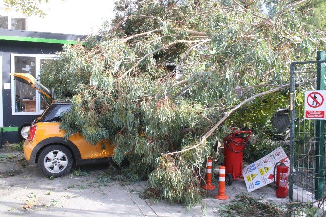 İş Makinesinin Köklediği Ağaç Benzin İstasyonuna Devrildi