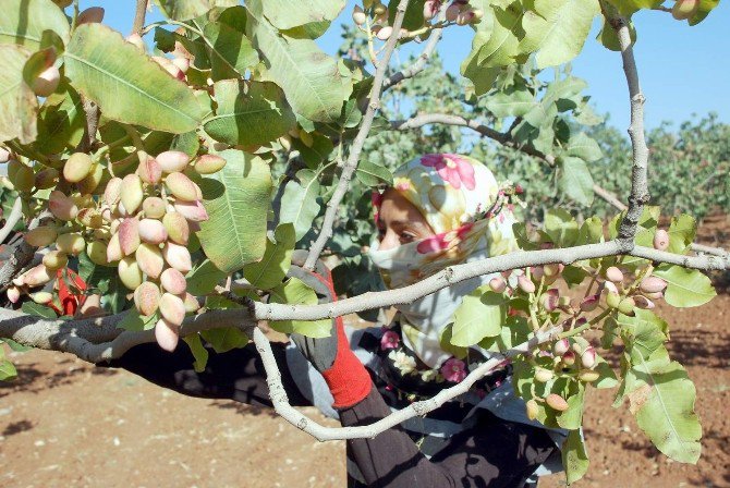 Siirt Fıstığında Rekolte Düştü