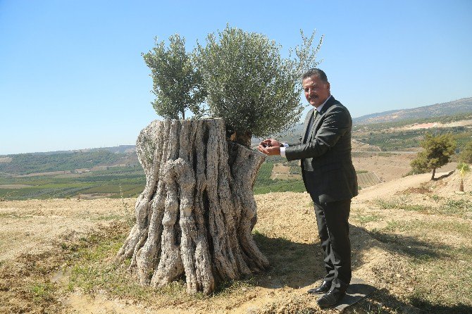 8 Asırlık Zeytin Ağacı İlk Meyvesini Verdi