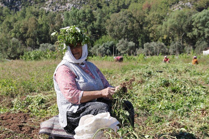 Türkiye’nin En Lezzetli Doğal Fıstığı Marmaris’te Yetişiyor