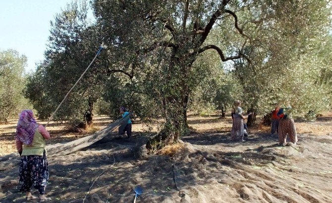 Zeytin Hasadı Başladı, Hayalleri Suya Düşen Üreticinin Tadı Kaçtı