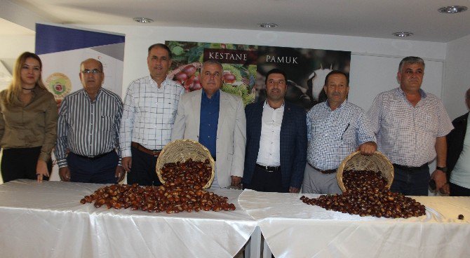 Aydın’da Sezonun İlk Kestanesi Borsa’ya Teslim Edildi