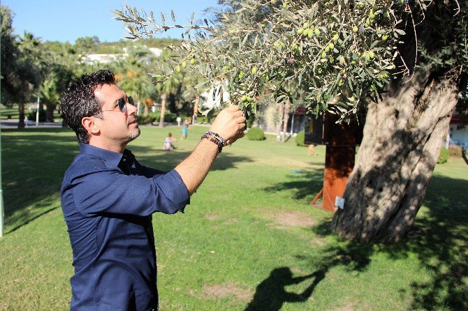 Asırlık Zeytin Ağaçları Tescillenip Koruma Altına Alındı