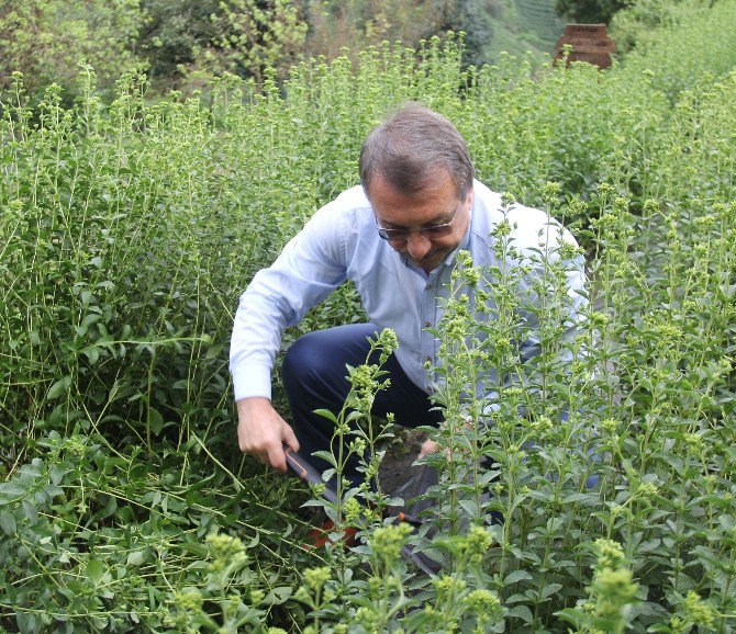 ’Rize Şekeri’nde Yaygın Üretime Geçiliyor