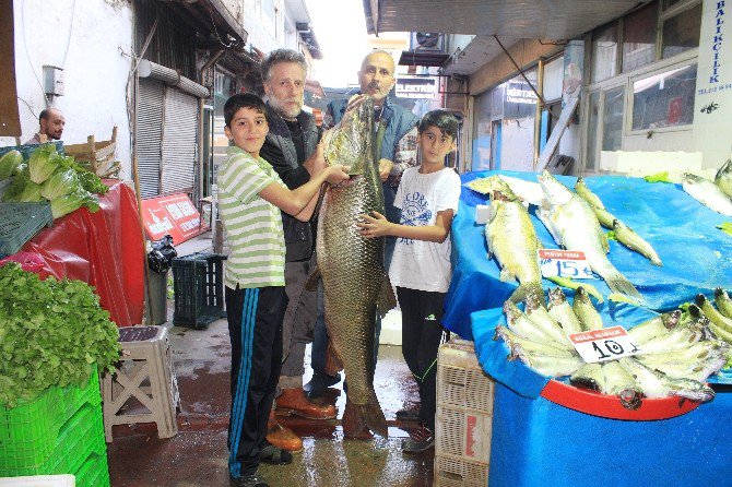 Elazığ’da Dev Turna Balığı Yakalandı