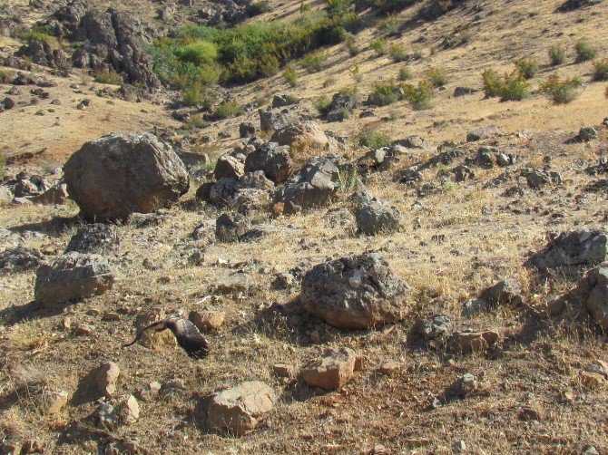 Tedavisi Yapılan Yaralı Şahin Doğaya Bırakıldı