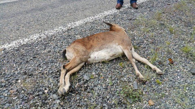 İspir’de Yaban Keçisi Ölü Olarak Bulundu