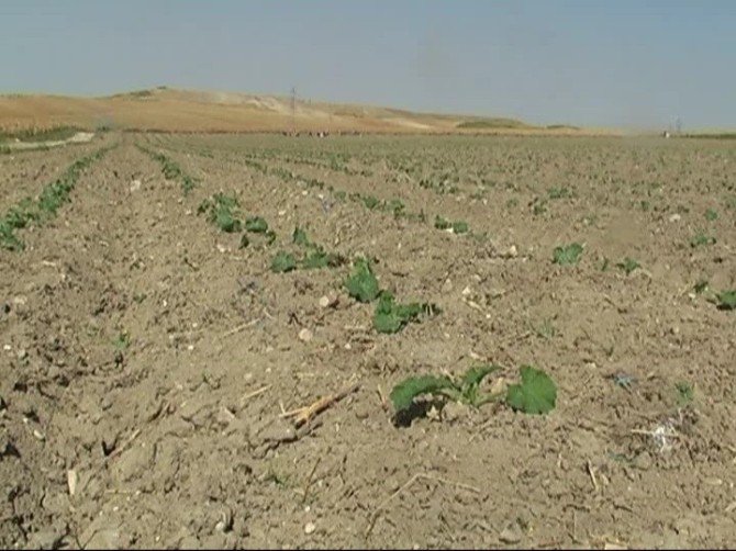 Şanlıurfa’da İlk Kez Kabak Ekimi Yapılıyor