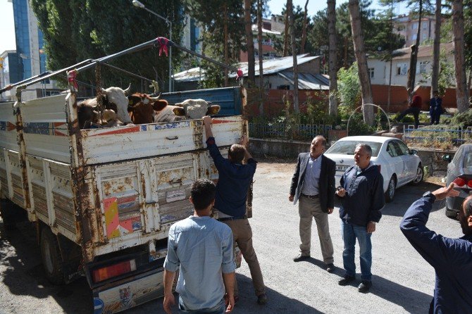 Muş’ta Çalınan İnekler Bitlis’te Bulundu