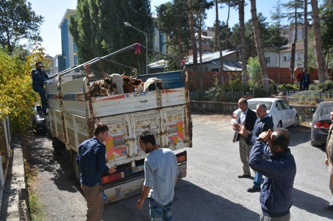 Muş’ta Çalınan İnekler Bitlis’te Bulundu