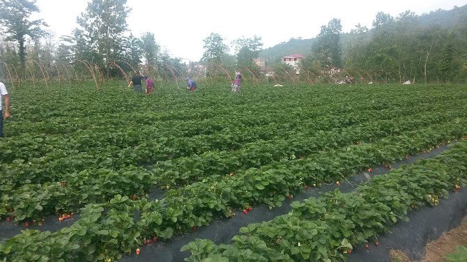 Obb’nin Çiftçi Desteğinde İlk Hasat