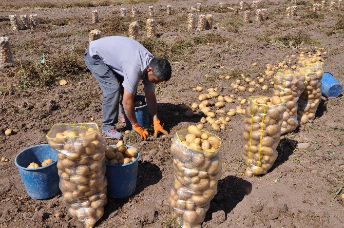 Alternatif Ürün Kapsamında Ekilen Patates Hasadına Başlandı