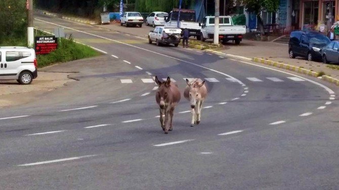 Başıboş Eşekler Kazaya Davetiye Çıkarıyor