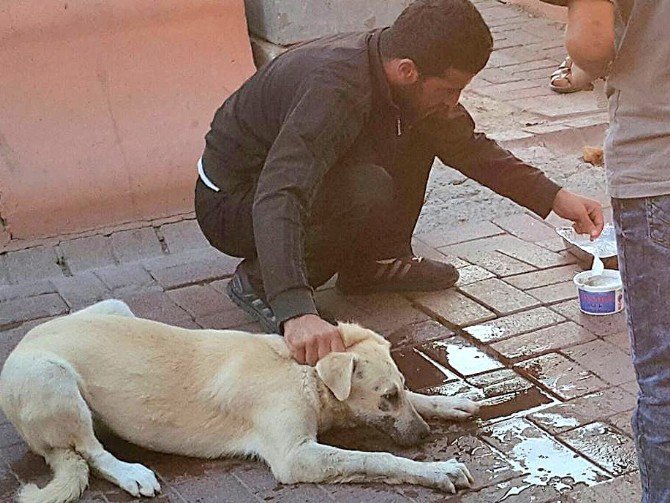 Zehirlenen Köpeğin Hayatını Böyle Kurtardı