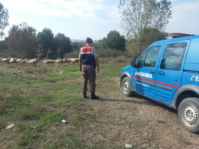 Yaşlı Adamın Tüfekle Vurduğu Çoban Hayatını Kaybetti