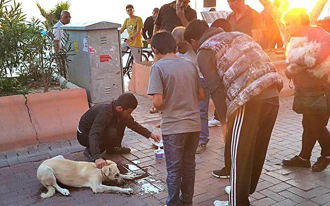 Zehirlenen Köpeğin Hayatını Böyle Kurtardı