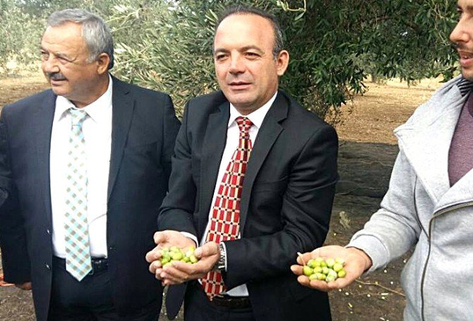 Burhaniye’de Zeytin Hasadını Protokol Başlattı