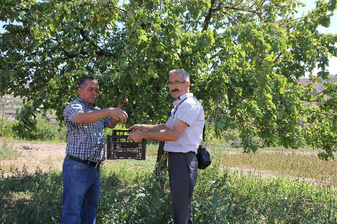 Eylül Ayında Meyve Veren Kayısı Ağacı Şaşırtıyor