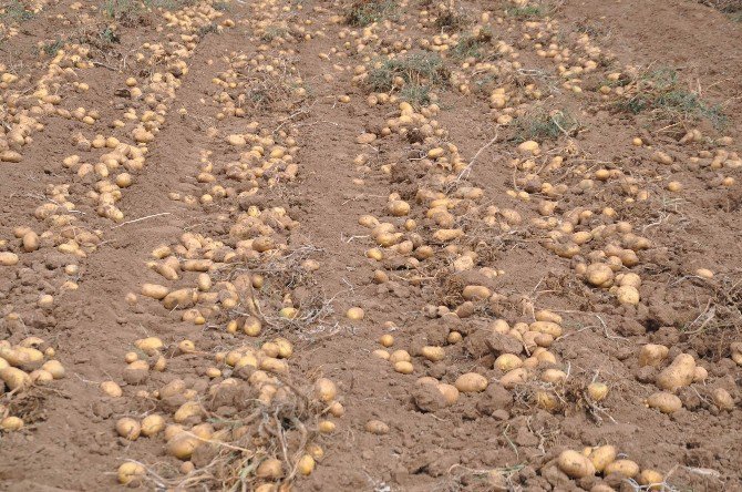 Sivas’ta Patates Hasadı Başladı