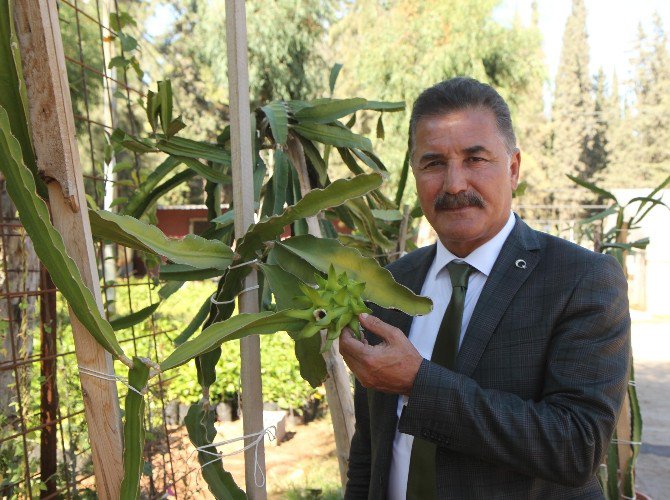 Toroslar’da Ejder Meyvesi Yetiştiriliyor