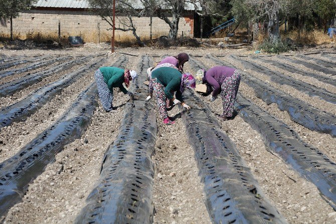 Kadınlar Çilek Üretecek