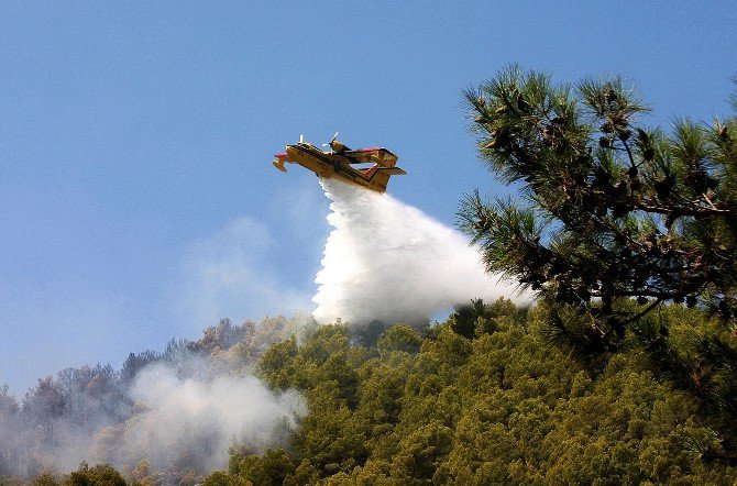 Aydın Ve Muğla’da 300 Orman Yangını Çıktı