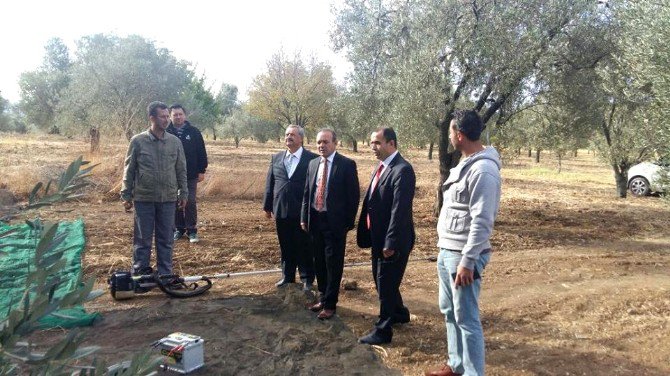 Burhaniye’de Zeytin Hasadını Protokol Başlattı