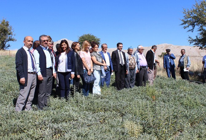 Korkuteli’nde İlk Tıbbi Adaçayı Hasadı Yapıldı