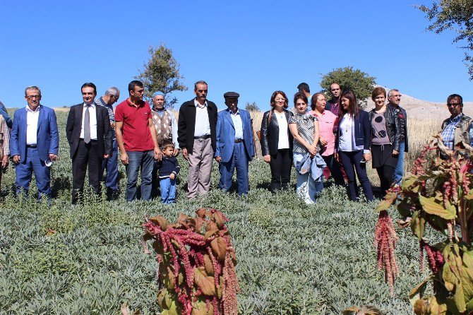 Korkuteli’nde İlk Tıbbi Adaçayı Hasadı Yapıldı