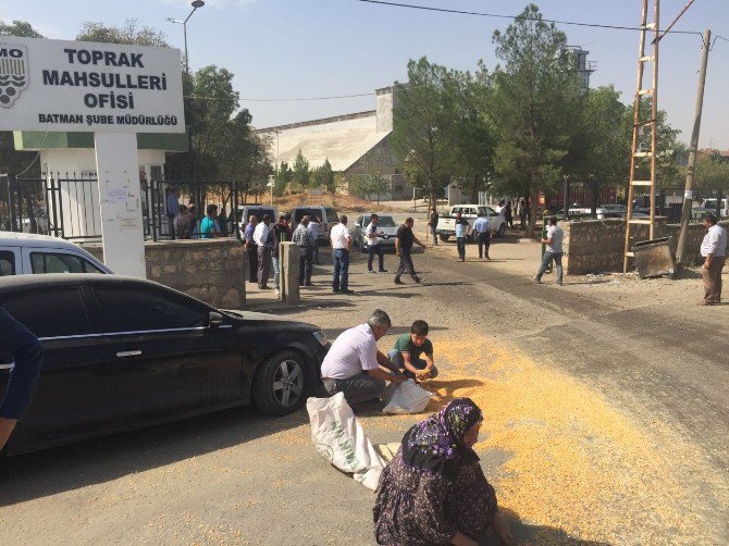 Kamyonlardan Dökülen Mısır Tanelerini Topluyorlar