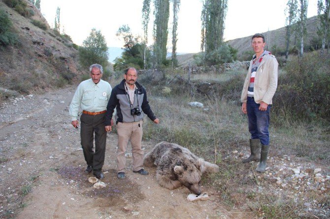 Boz Ayı Derede Ölü Bulundu